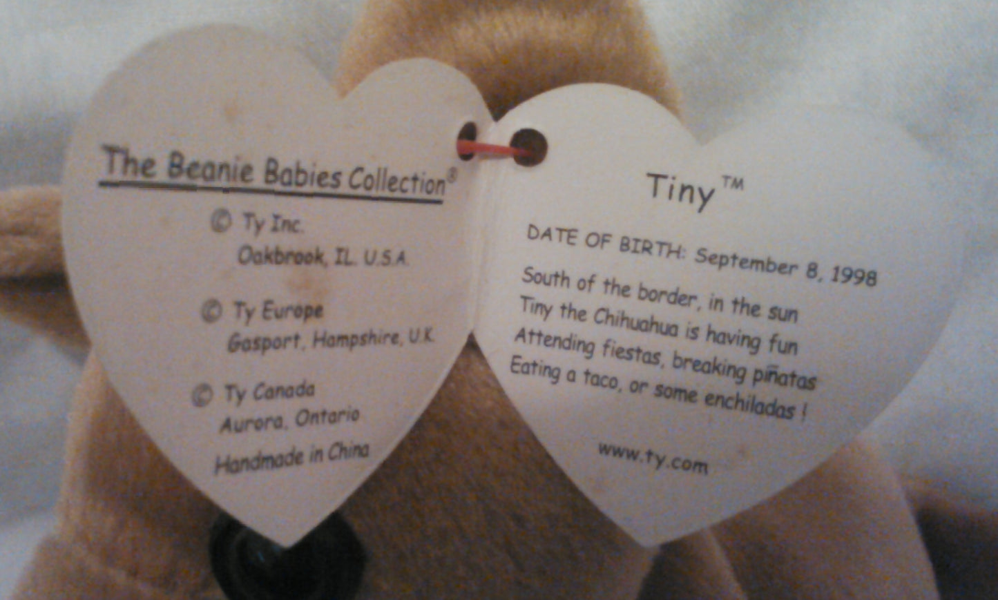 Tiny the Chihuahua Vintage Ty Beanie Baby with Rare Hang Tag Error